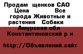 Продам ,щенков САО. › Цена ­ 30 000 - Все города Животные и растения » Собаки   . Амурская обл.,Константиновский р-н